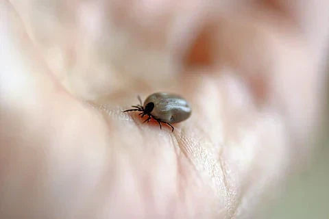 Garrapatas sobre mano