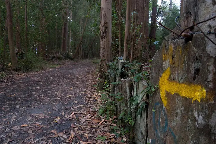 Camino con árboles y hojas marrones en el suelo y pieda con señal amarilla del camino de Santiago.