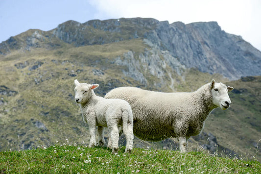 Una oveja y su cría de color blanco, al fondo hay una montaña