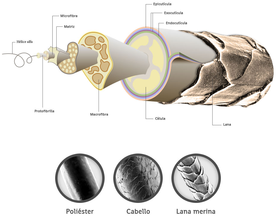 Dibujo de la lana al microscopio con  la comparación del poliéster, la lana y el cabello humano